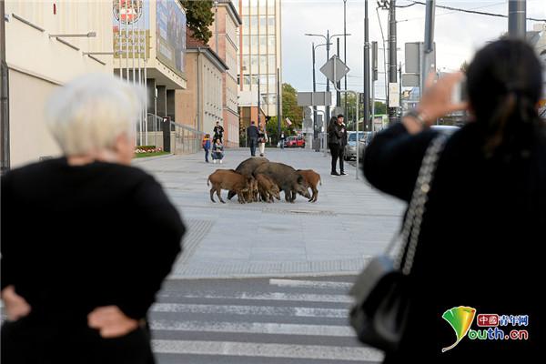 【中国青年网】一群野猪在波兰街道招摇过市 民众驻足拍照