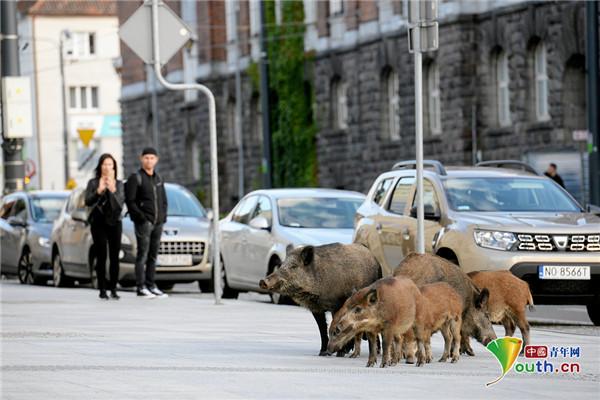【中国青年网】一群野猪在波兰街道招摇过市 民众驻足拍照