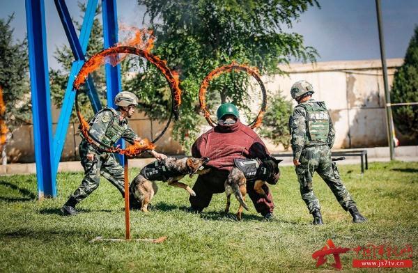 #光明网#聚焦实战练精兵 武警官兵上演“空中飞人”