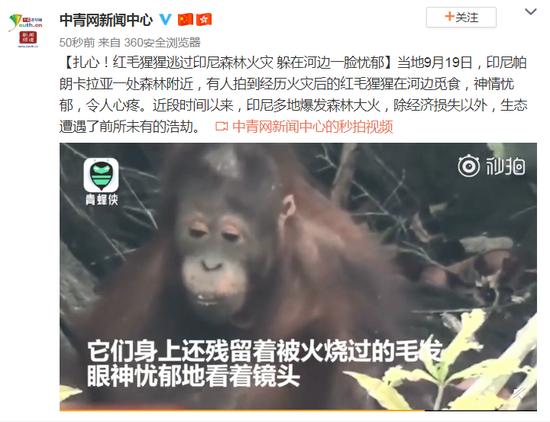 「中国经济网」红毛猩猩逃过印尼森林火灾 躲在河边一脸忧郁