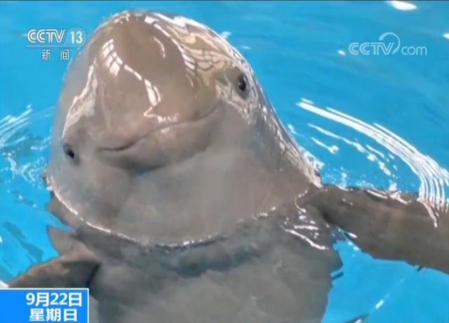 [北京日报客户端]“微笑天使”满百天啦！人工环境成功繁育第二代长江江豚
