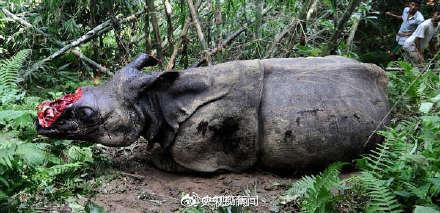 「光明网」保护犀牛，我们能做些什么？