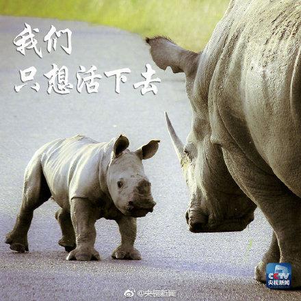 「光明网」保护犀牛，我们能做些什么？