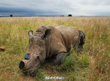 「光明网」保护犀牛，我们能做些什么？