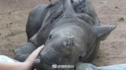「光明网」保护犀牛，我们能做些什么？