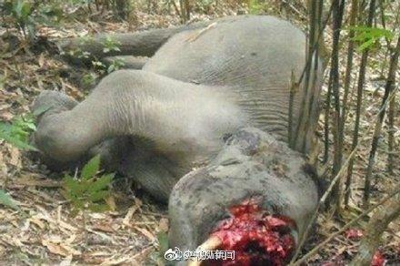 「光明网」保护犀牛，我们能做些什么？