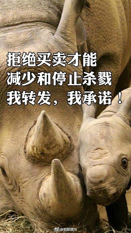 「光明网」保护犀牛，我们能做些什么？