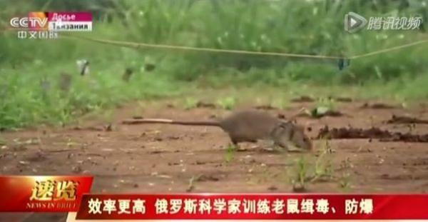光明网：没想到！白鲸、蝴蝶……竟然都是动物界的缉毒劳模