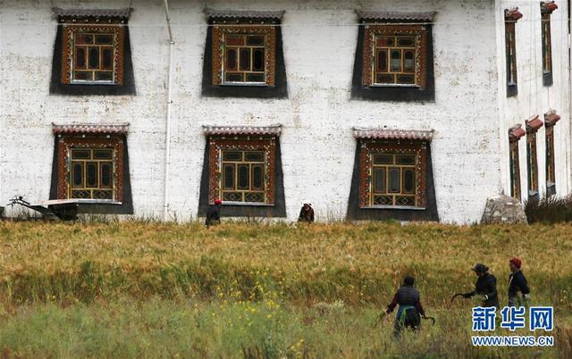 在普达措国家公园内,洛茸村民小组村民在田间劳动(9月16日摄).
