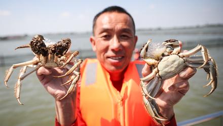 「上观新闻」阳澄湖大闸蟹正式开捕，113平方公里水域预计总产量1400吨