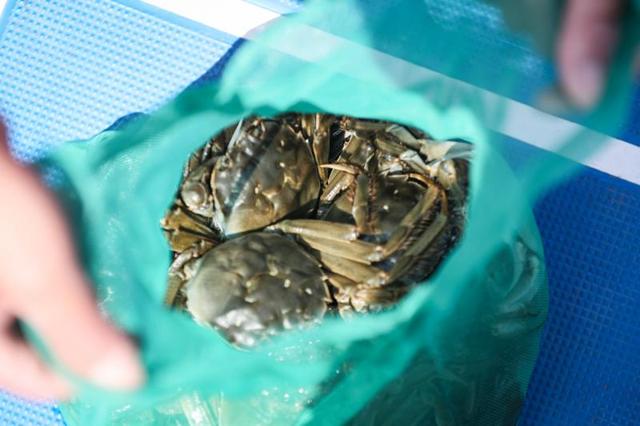 「上观新闻」阳澄湖大闸蟹正式开捕，113平方公里水域预计总产量1400吨