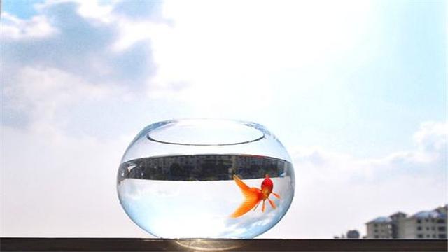 【文汇报】徐志摩深情写下：鱼的记忆只有七秒，知道真相的我只能呵呵了