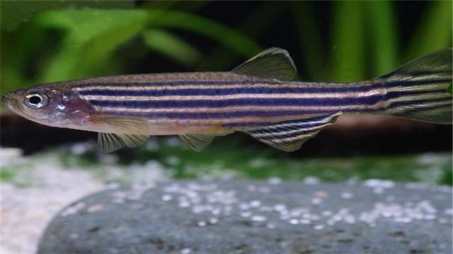 【文汇报】徐志摩深情写下：鱼的记忆只有七秒，知道真相的我只能呵呵了