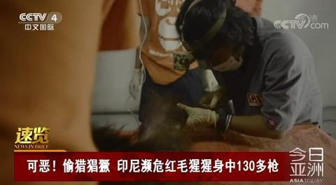 [海外网]偷猎太猖獗 印尼濒危红毛猩猩身中130多枪而亡