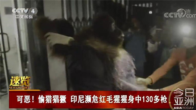 【中央广电总台央视网】可恶！偷猎猖獗 印尼濒危红毛猩猩5岁 身中130多枪