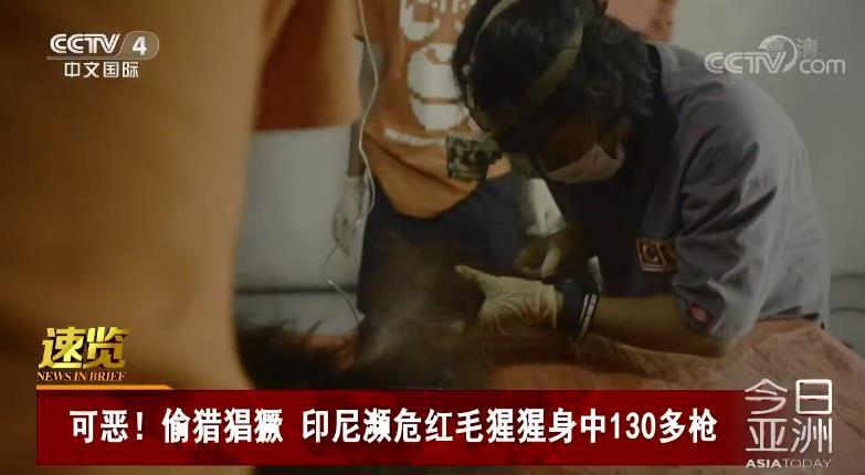 【中央广电总台央视网】可恶！偷猎猖獗 印尼濒危红毛猩猩5岁 身中130多枪