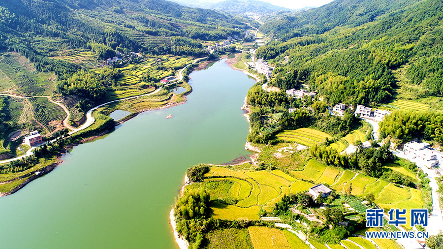 图为:航拍湖北通城县金秋丰收田园 新华网发 刘建平摄