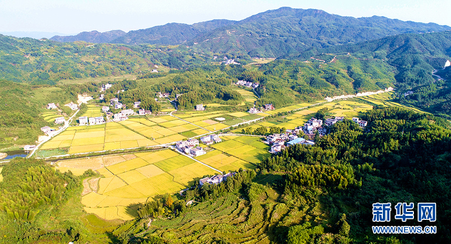图为:航拍湖北通城县金秋丰收田园 新华网发 刘建平摄
