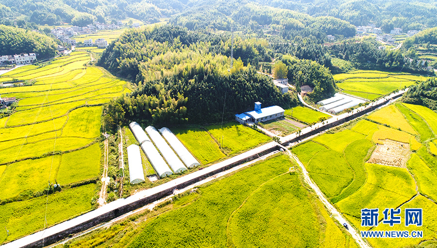 图为:航拍湖北通城县金秋丰收田园 新华网发 刘建平摄
