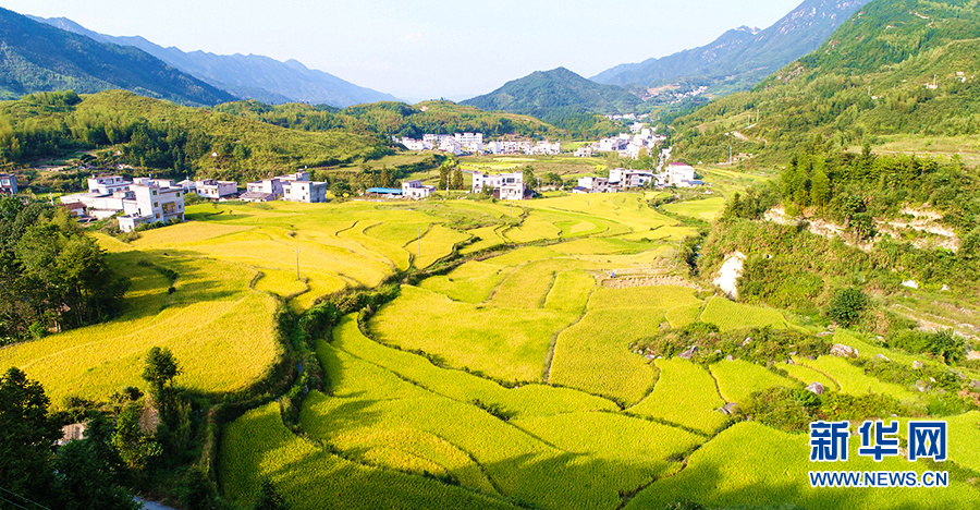 图为:航拍湖北通城县金秋丰收田园 新华网发 刘建平摄