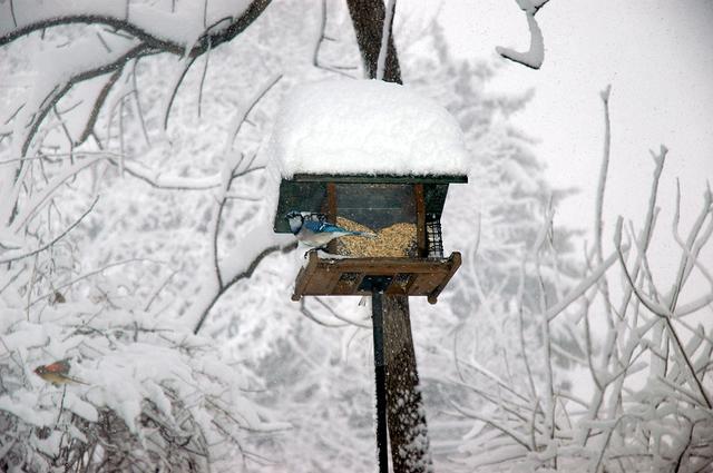澎湃新闻：钟芳玲：念想鲍德温书仓