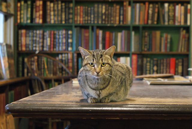 澎湃新闻：钟芳玲：念想鲍德温书仓