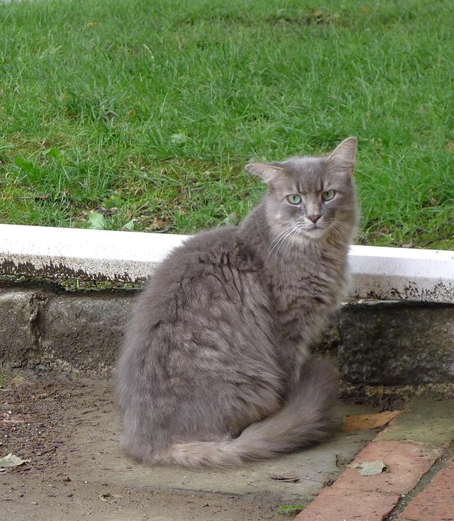 澎湃新闻：钟芳玲：念想鲍德温书仓