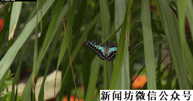 「新闻坊」沪一女子被转弯大卡车撞倒，只因过马路时拿了这个东西
