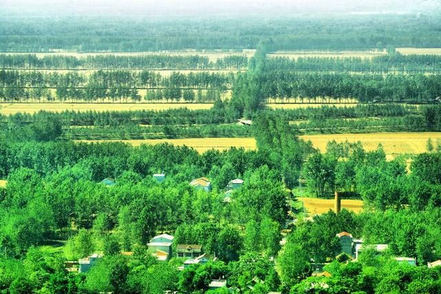 1980 年3 月,中央林业部在北京召开的全国平原绿化