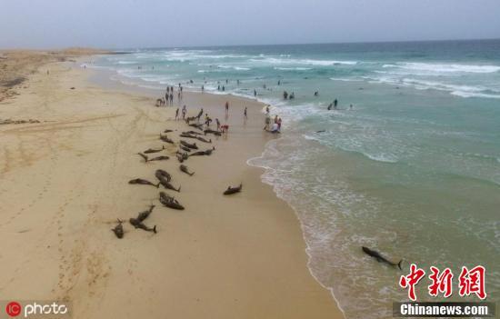 「中国新闻网」非洲岛国佛得角约百只海豚搁浅沙滩