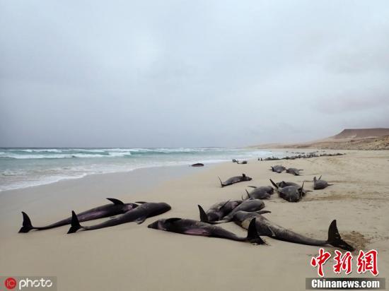 「中国新闻网」非洲岛国佛得角约百只海豚搁浅沙滩