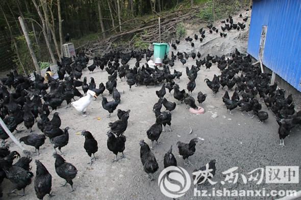 略阳跑马村产业兴了群众富了