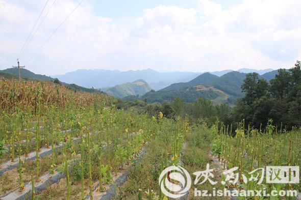 略阳跑马村产业兴了群众富了