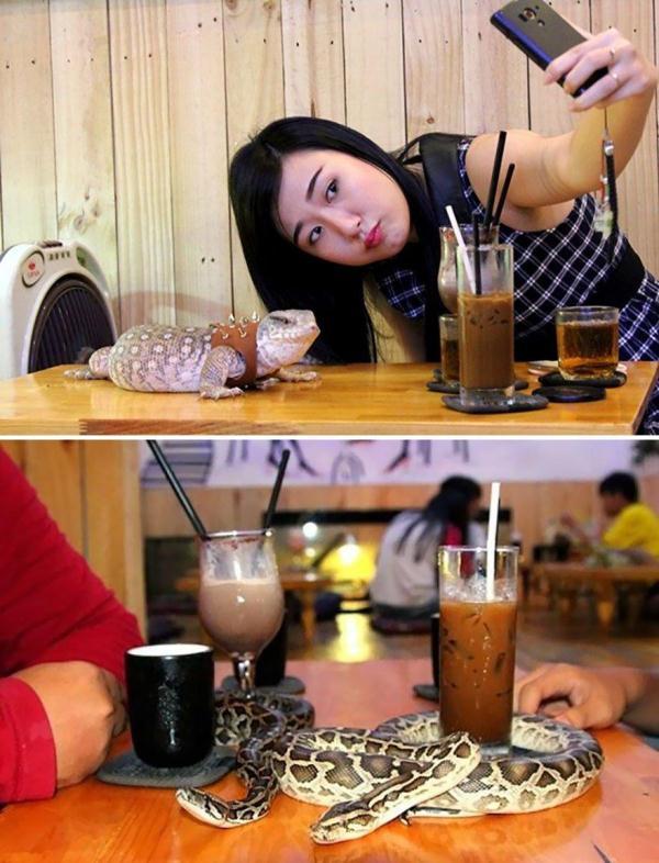 「光明网」全球奇葩餐厅图鉴：与蛇共进晚餐 坐轮椅饮“血”