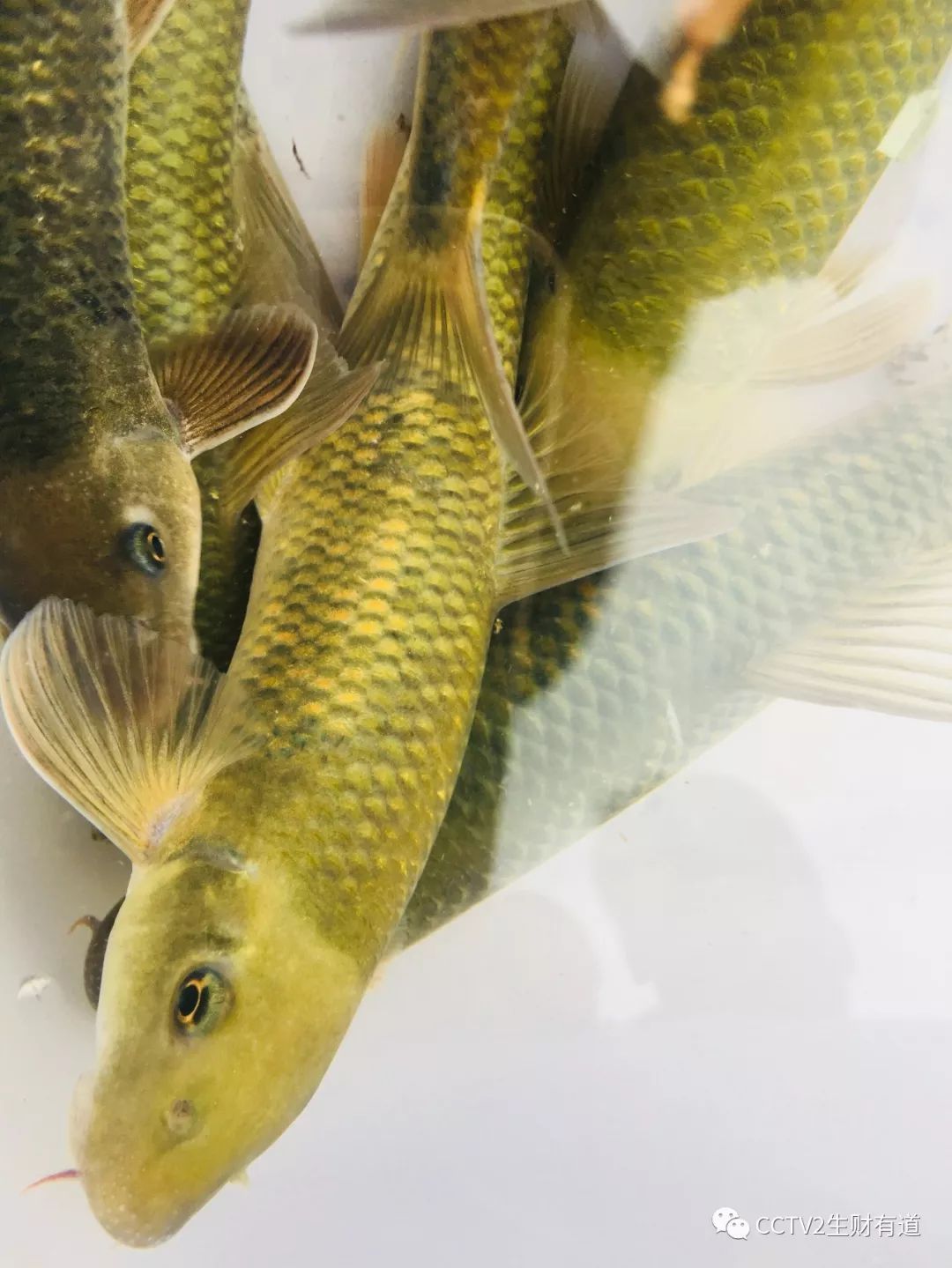 今晚央视要推荐乐山这里的泉水鱼豆花饭干巴牛肉