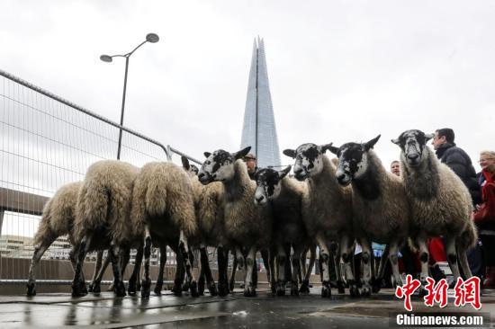 中国新闻网：羊毛博览会拉开序幕 羊群淡定穿过伦敦桥