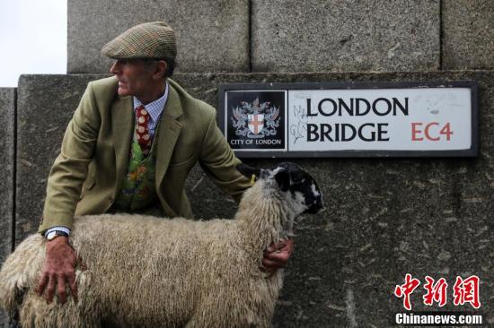 中国新闻网：羊毛博览会拉开序幕 羊群淡定穿过伦敦桥