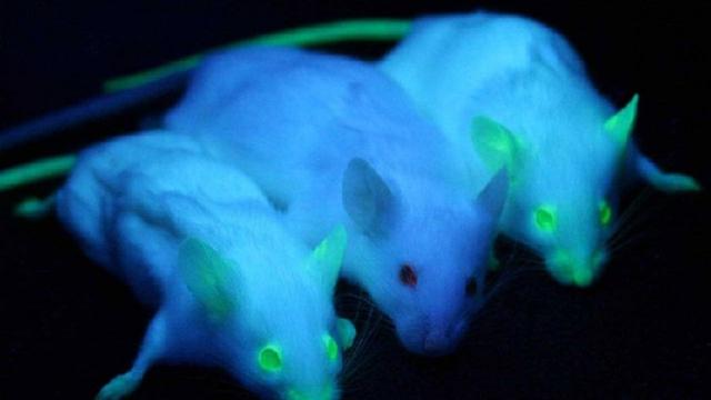 「环球网」科学家开发出揭示人体基因表达的超声系统