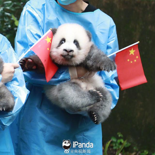 「上观新闻」央视：熊猫终于在国庆这天有了彩色照片