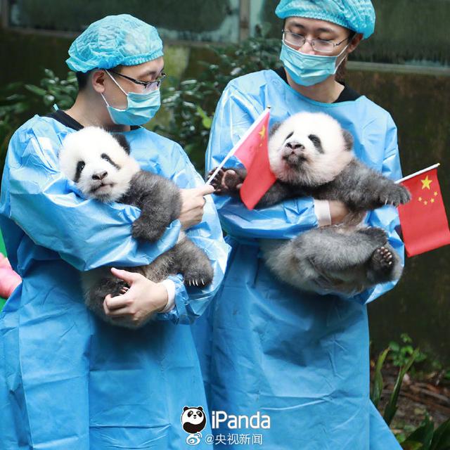 「上观新闻」央视：熊猫终于在国庆这天有了彩色照片