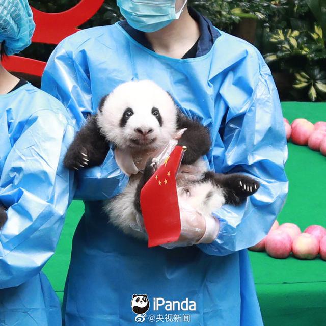 「上观新闻」央视：熊猫终于在国庆这天有了彩色照片