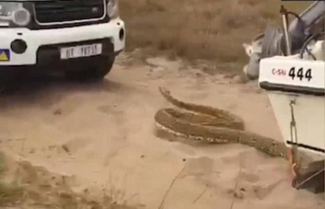 光明网■5米长巨蟒爬上路虎车顶，司机倒车逃命蟒蛇穷追不舍