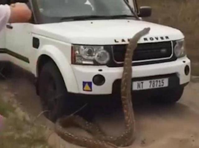 光明网■5米长巨蟒爬上路虎车顶，司机倒车逃命蟒蛇穷追不舍