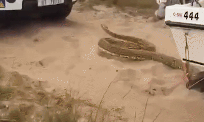 光明网■5米长巨蟒爬上路虎车顶，司机倒车逃命蟒蛇穷追不舍