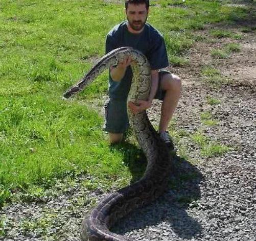 光明网■5米长巨蟒爬上路虎车顶，司机倒车逃命蟒蛇穷追不舍