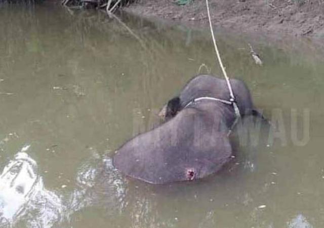 光明网：马来西亚小象象牙被锯走，身中70枪伏尸河中