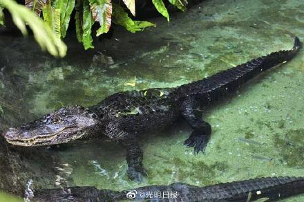 #光明网#鳄鱼胃里有2.6公斤硬币 呼吁：别把鳄鱼池当成许愿池