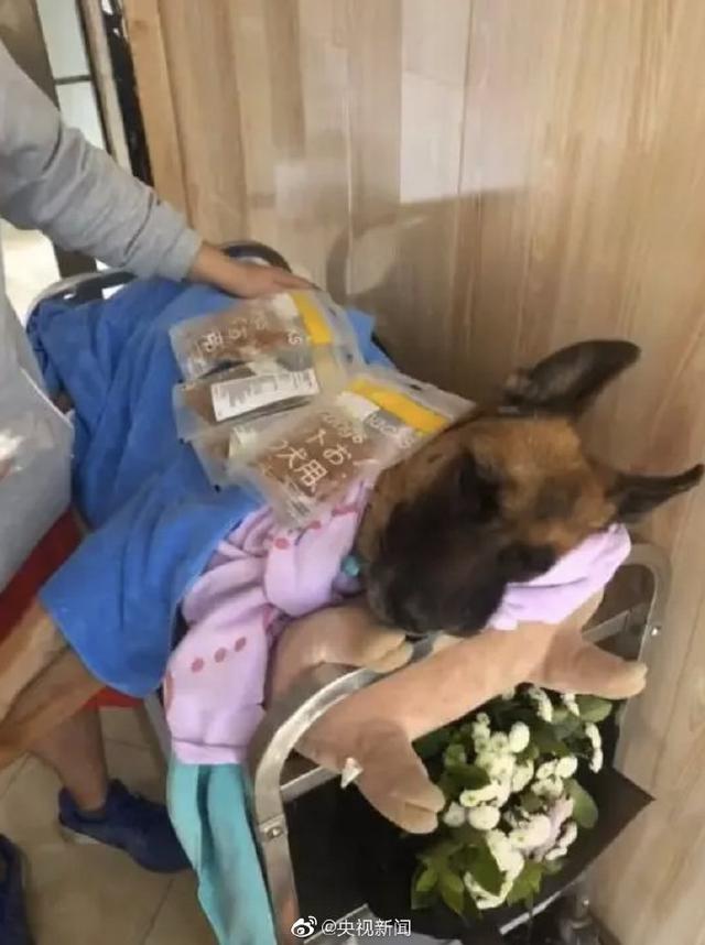 新闻晨报：汶川地震最后一只搜救犬离世：救出15人，暴瘦十几斤