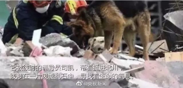 新闻晨报：汶川地震最后一只搜救犬离世：救出15人，暴瘦十几斤