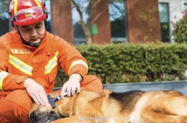 新闻晨报：汶川地震最后一只搜救犬离世：救出15人，暴瘦十几斤